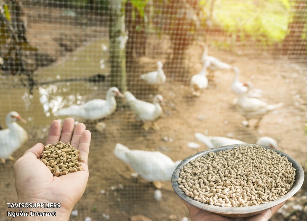 Kiểm Dịch Động Vật Đối Với Nguyên Liệu Thức Ăn Chăn Nuôi
