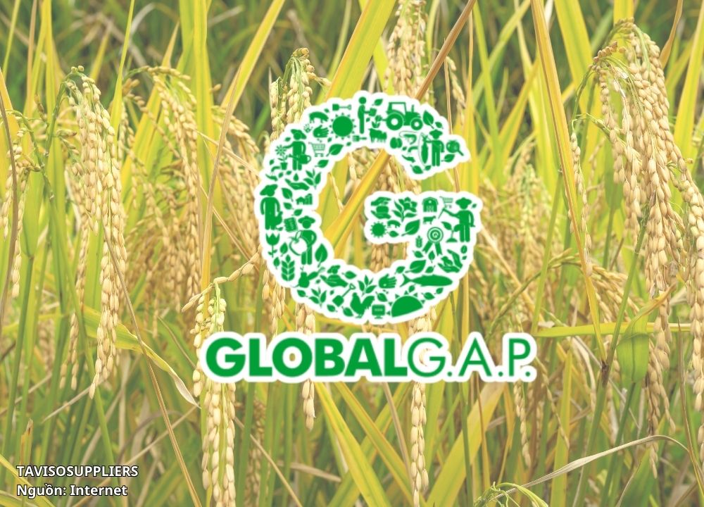 Nông Sản Xuất Khẩu Bắt Buộc Phải Có Tiêu Chuẩn GlobalGAP